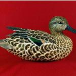 Green-winged Teal Hen - Decorative Floating Lifesize